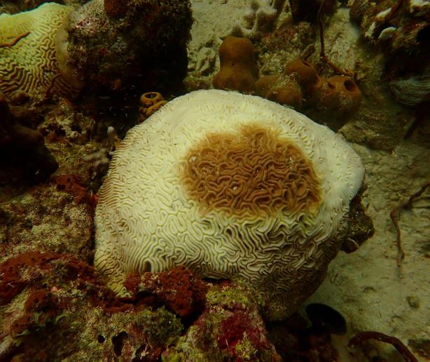 Blanqueamiento de corales en el Este, una carrera contrarreloj