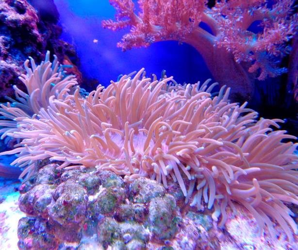 El mundo perdió 14 % de sus corales desde 2009 por aumento de temperatura de la superficie del mar