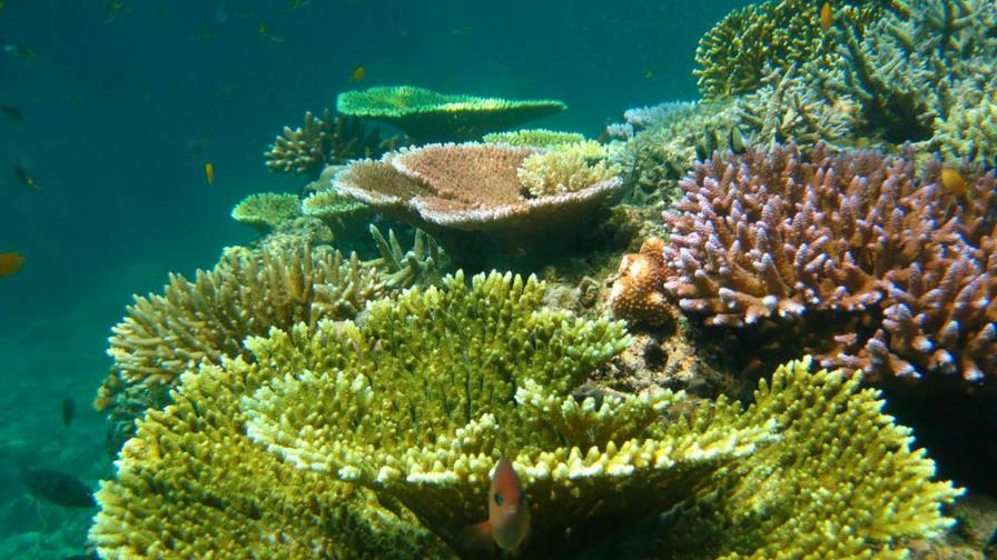 El Caribe perdió 50% de corales