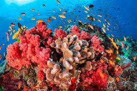 La Gran Barrera de Coral perdió más de la mitad de sus corales desde 1995