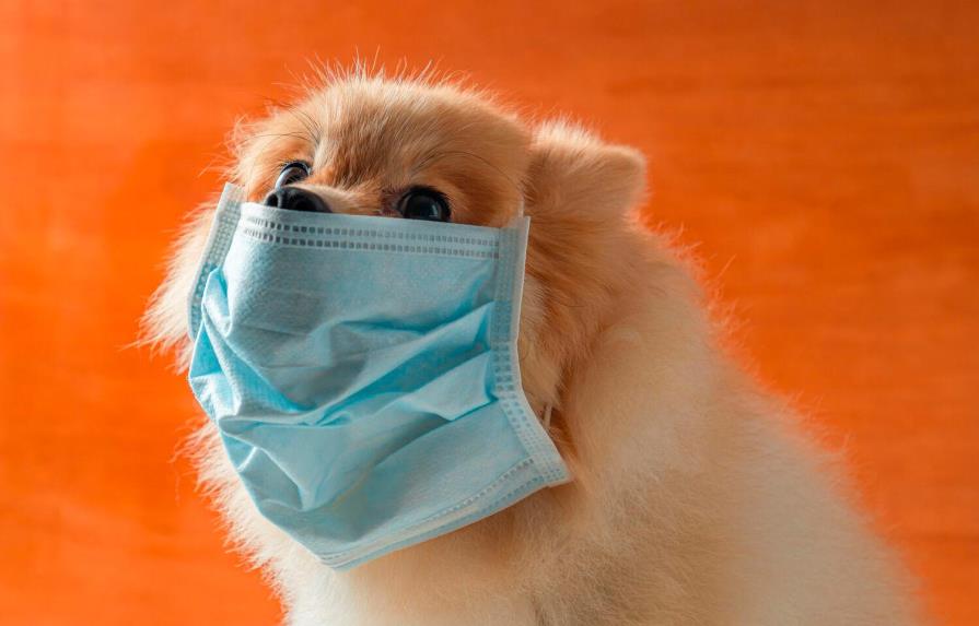 El coronavirus COVID-19 en perros: ¿Debemos preocuparnos?
