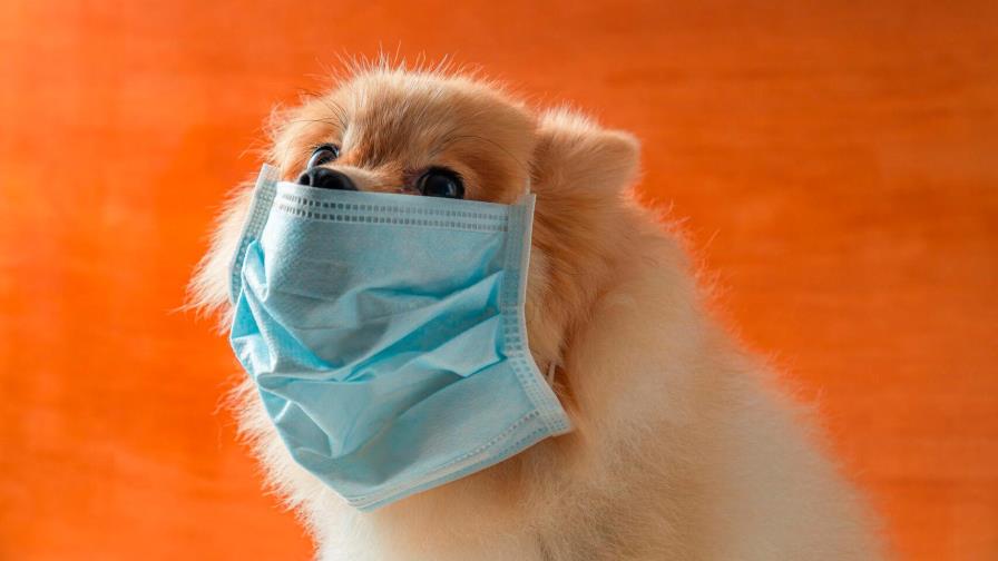 El coronavirus COVID-19 en perros: ¿Debemos preocuparnos?