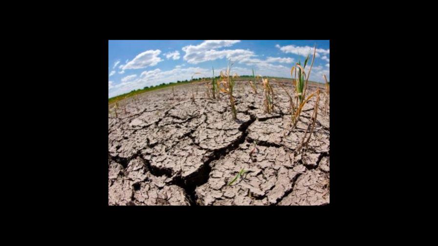 IICA trabajará en sistemas agroforestales del Corredor Seco Centroamericano