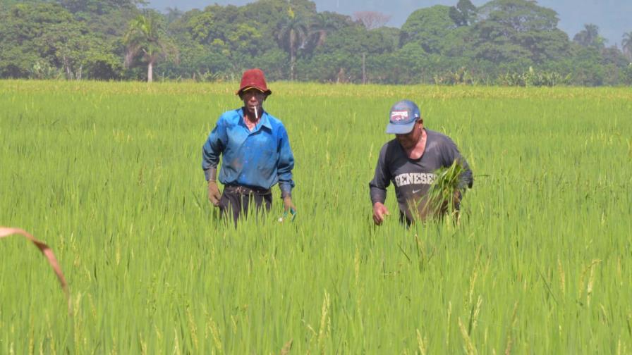 Cosecheros garantizan abastecimiento arroz en República Dominicana
