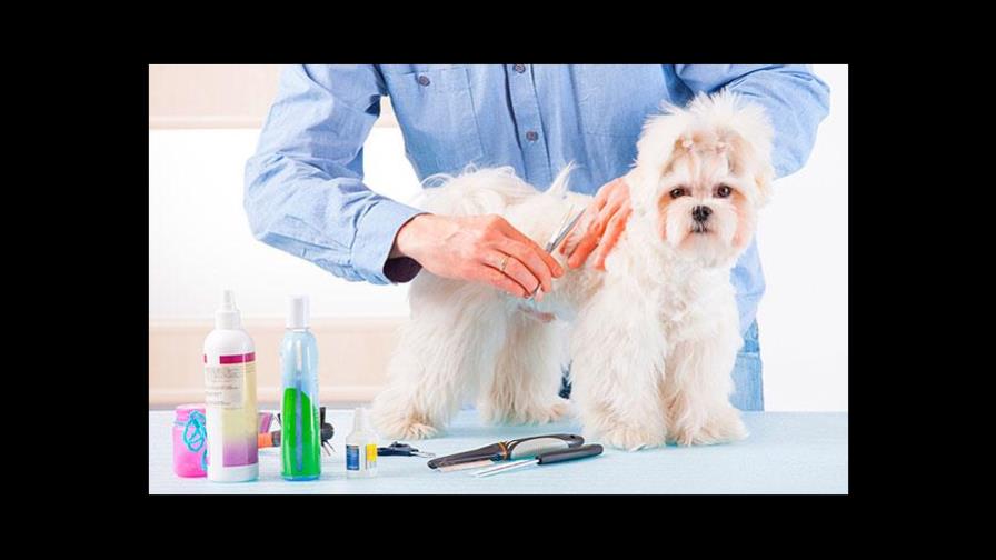 Cosmética para mascotas en tiempos de pandemia