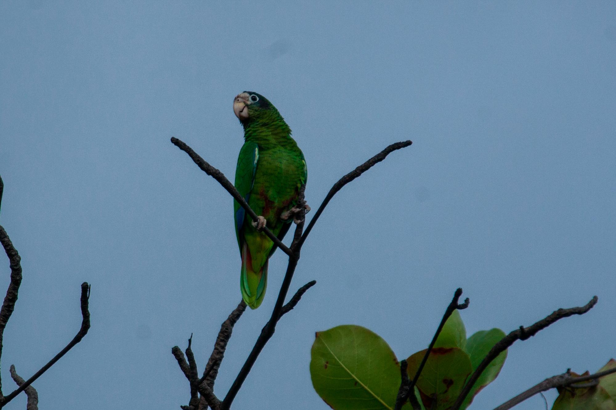 Cotorra de La Hispaniola, Amazonas ventralis en Sans Soucí.