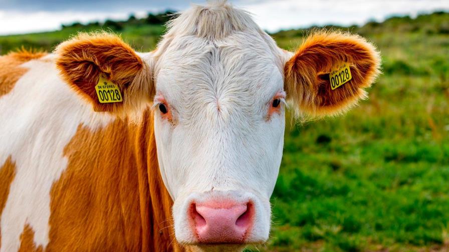 Instan a Latinoamérica a impulsar ganadería sustentable y competitiva