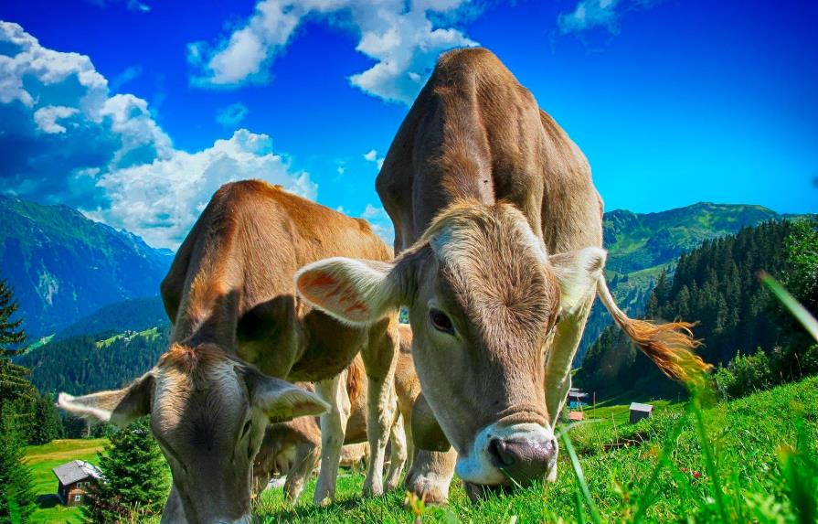 ¿Qué hacer para que las vacas emitan menos metano?