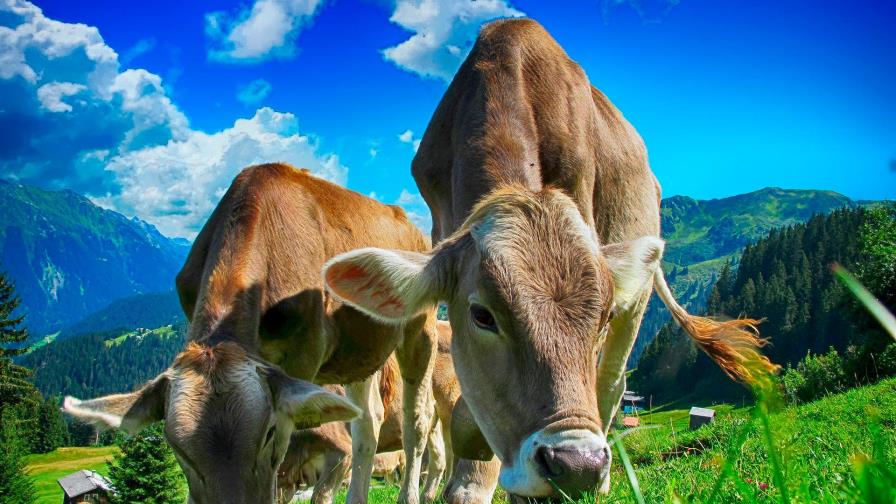 ¿Qué hacer para que las vacas emitan menos metano?