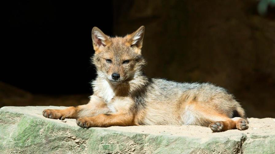 Un coyote se muda a Central Park