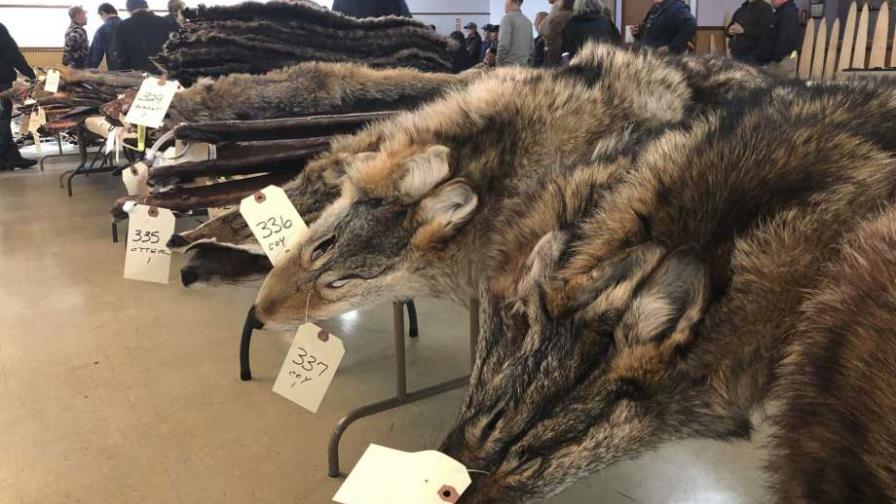 Sube la demanda de piel de coyote en industria textil