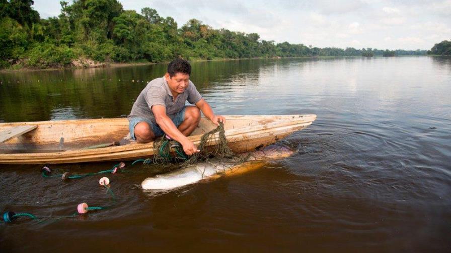 El mayor congreso de fauna de Latinoamérica evalúa impactos de la pandemia