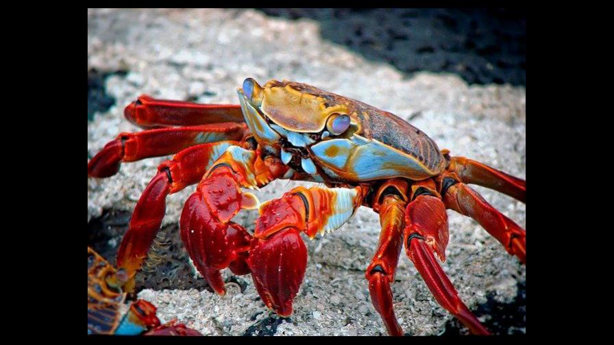 Estudio en EEUU halla en mariscos fibras plásticas que salen de las lavadoras