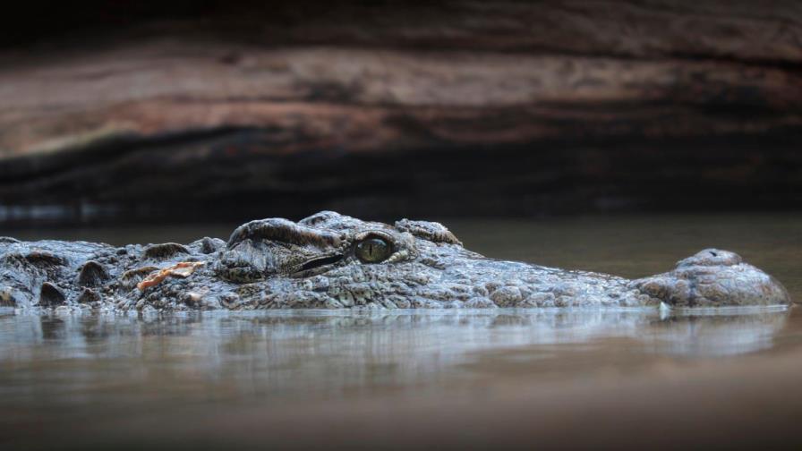 Un cocodrilo ataca a un hombre mientras caminaba en las aguas tras inundación en Louisiana Un cocodrilo ataca a un hombre mientras caminaba en las aguas tras inundación en Louisiana