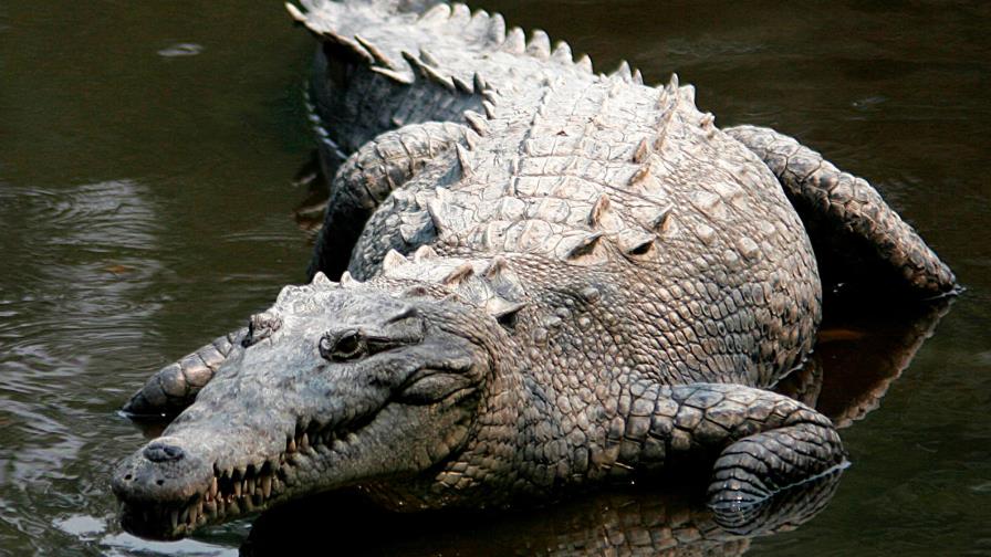 Lanzan en EEUU guía de coexistencia entre humanos y el cocodrilo americano