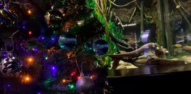Una anguila eléctrica enciende luces de navidad en Tennessee