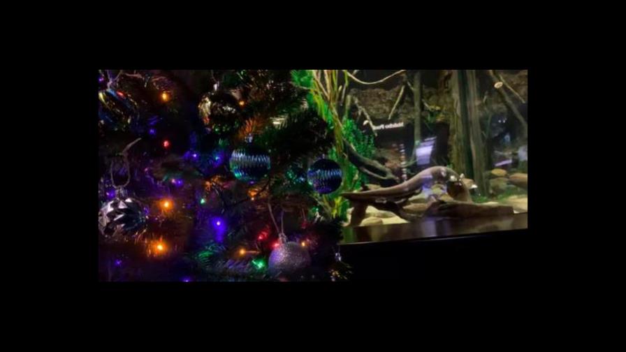 Una anguila eléctrica enciende luces de navidad en Tennessee