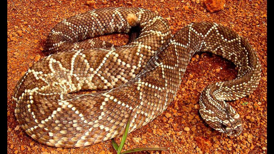 Una sustancia extraída de veneno de serpiente modula coagulación sanguínea