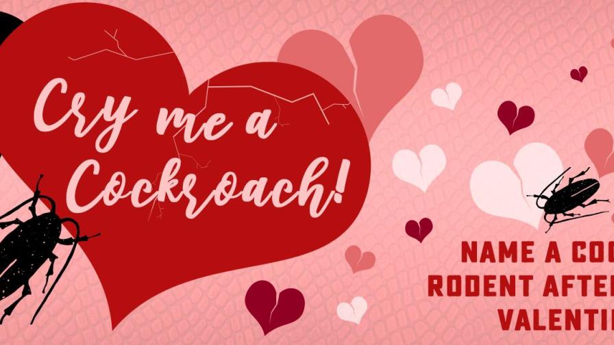 ¿Abatido por su ex? Nombre una cucaracha y un zoo se la dará de comer a un animal