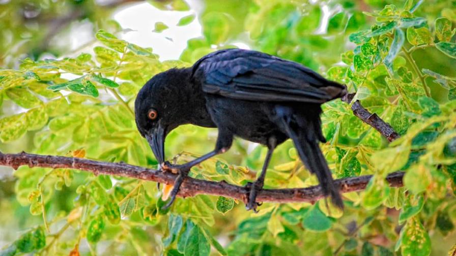 Jaibas, patos y hiedevivos, entre especies en peligro de extinción del país