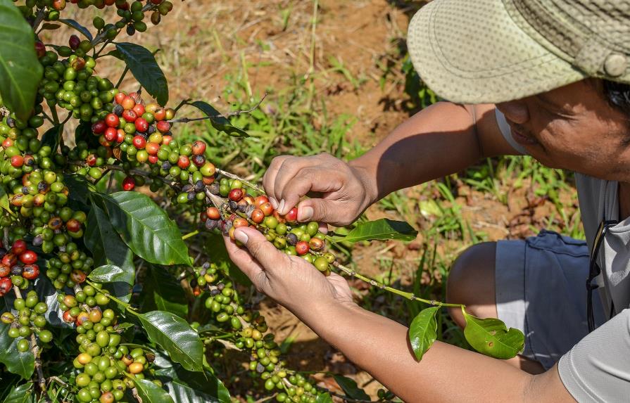 Acuerdan cooperar en el fomento de la producción de café