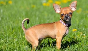 Teme que la cachorrita tenga par&aacute;sitos