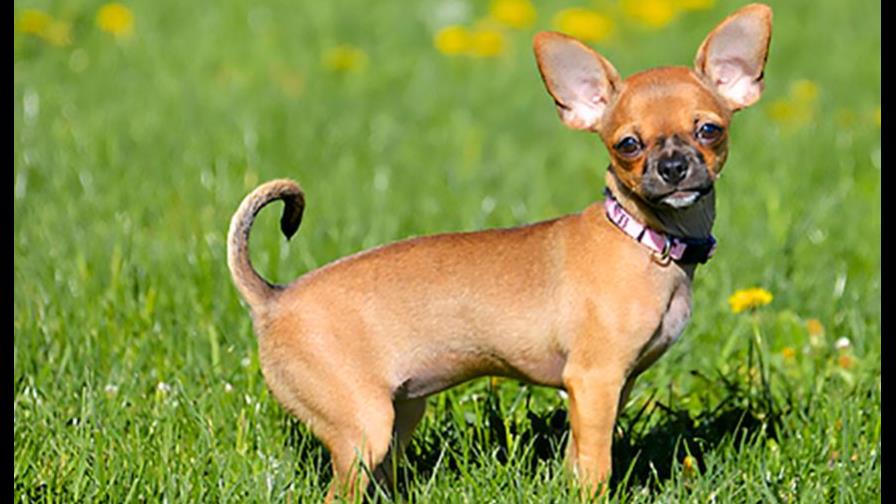 Teme que la cachorrita tenga parásitos