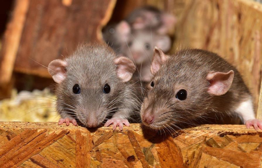 Huele a rata: cómo los roedores detectan a los falsos mendigos