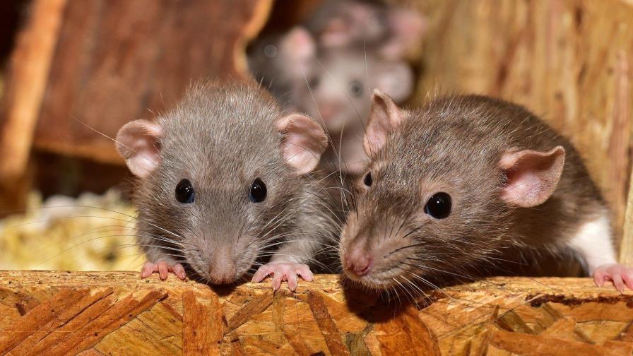 Huele a rata: cómo los roedores detectan a los falsos mendigos Huele a rata: cómo los roedores detectan a los falsos mendigos