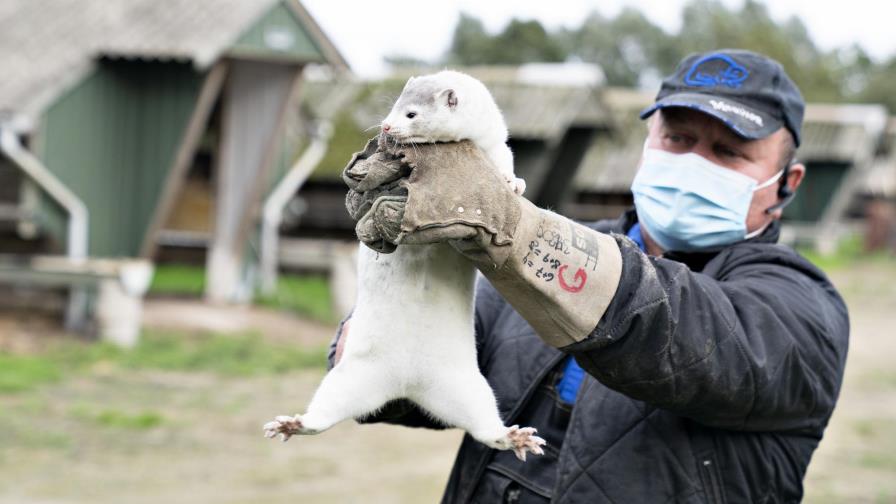 Dinamarca sacrifica 2,5 millones de visones por coronavirus