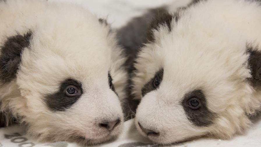 Zoo de Berlín difunde fotos de cachorros panda gemelos