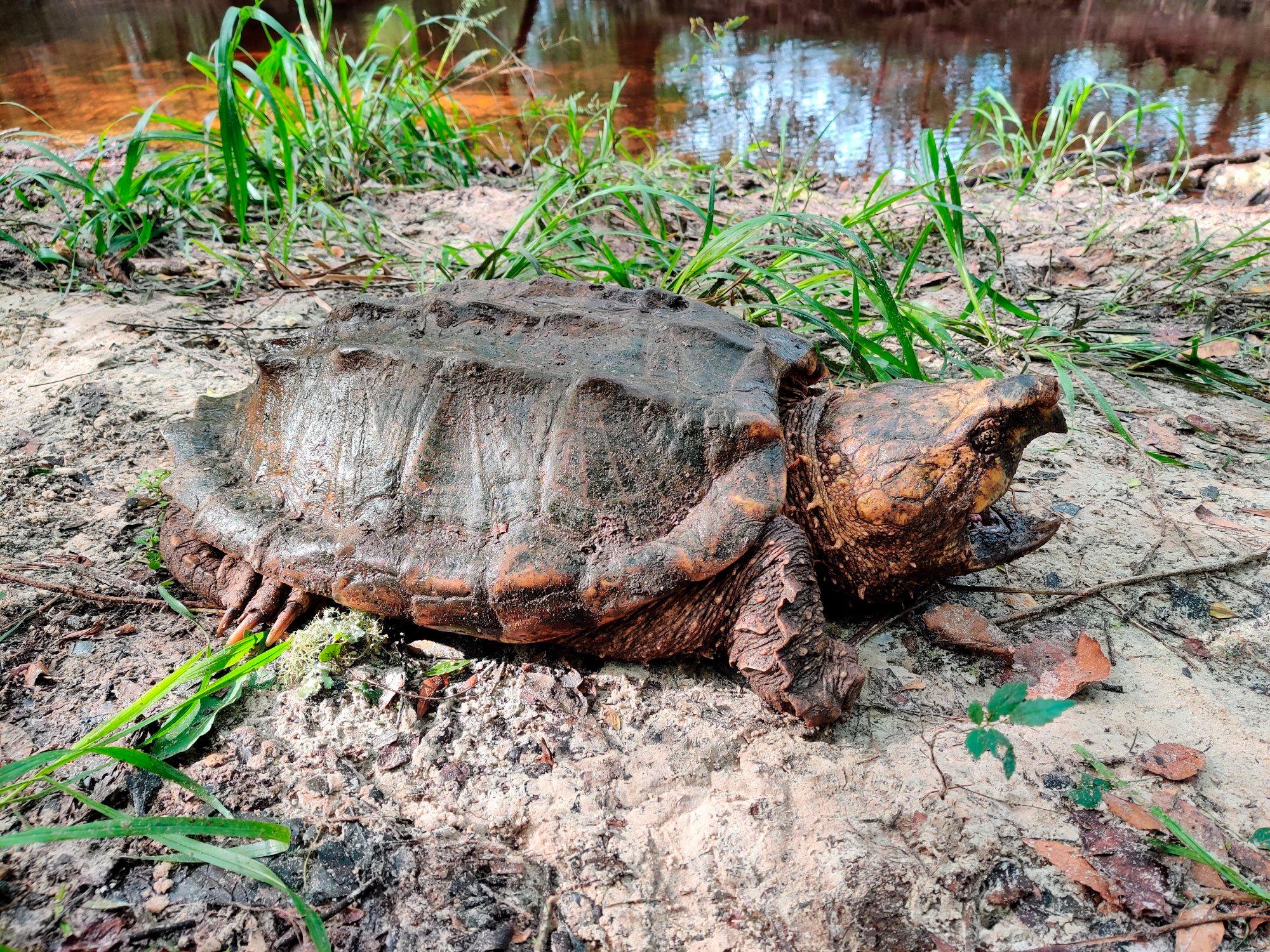 Este ejemplar de tortuga macho fue hallado en el río Nuevo.