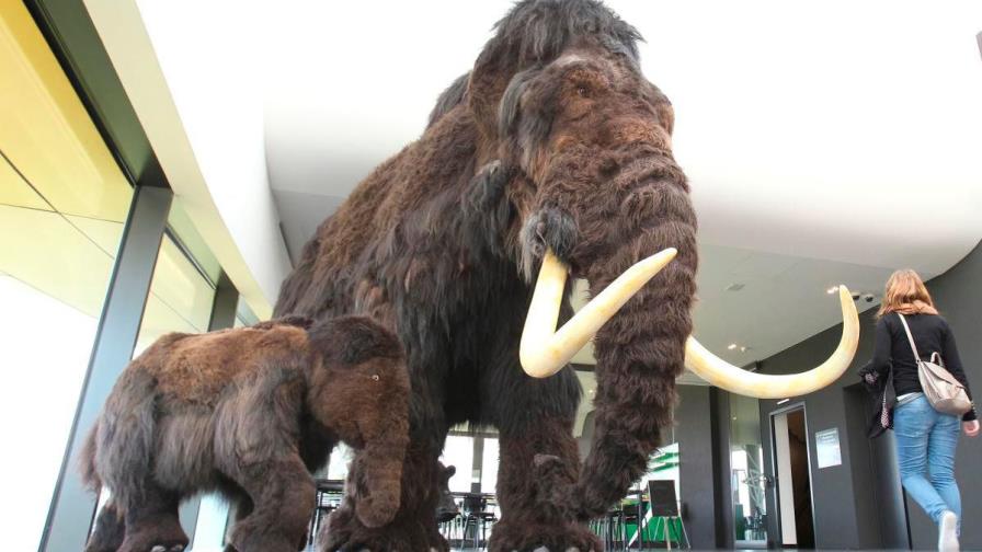 El ADN más antiguo del mundo secuenciado en un mamut 