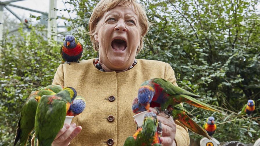Angela Merkel es picoteada por un loro