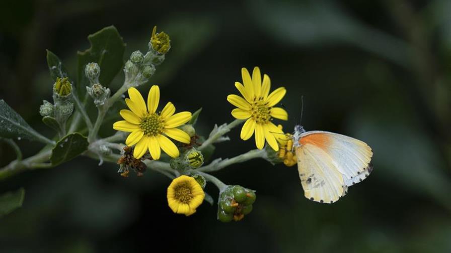 Congreso Mundial de la Naturaleza se aplaza a enero 2021 por el coronavirus