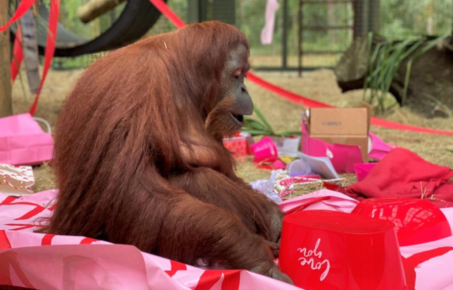 La orangutana argentina Sandra celebra su cumpleaños en EEUU