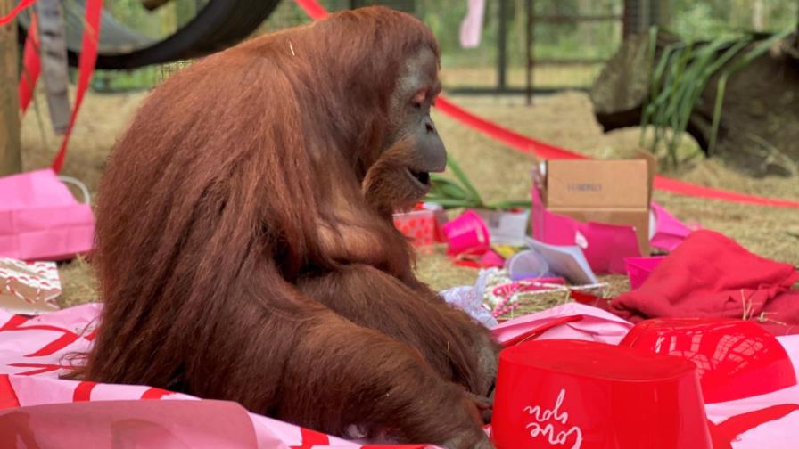 La orangutana argentina Sandra celebra su cumpleaños en EEUU