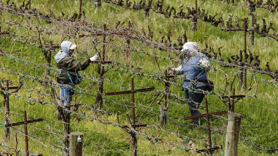 Pandemia evidencia labor crucial de jornaleros en California Pandemia evidencia labor crucial de jornaleros en California