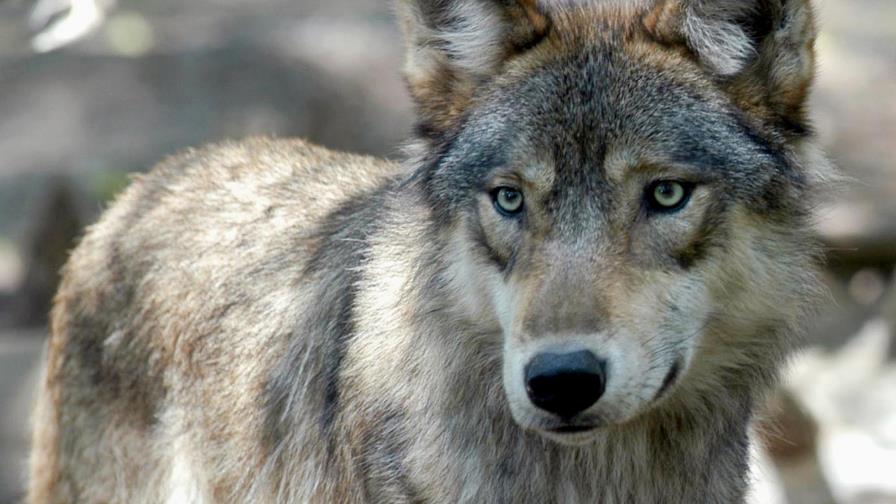 Rebasan límite de cacería de lobos en Wisconsin en 72 horas