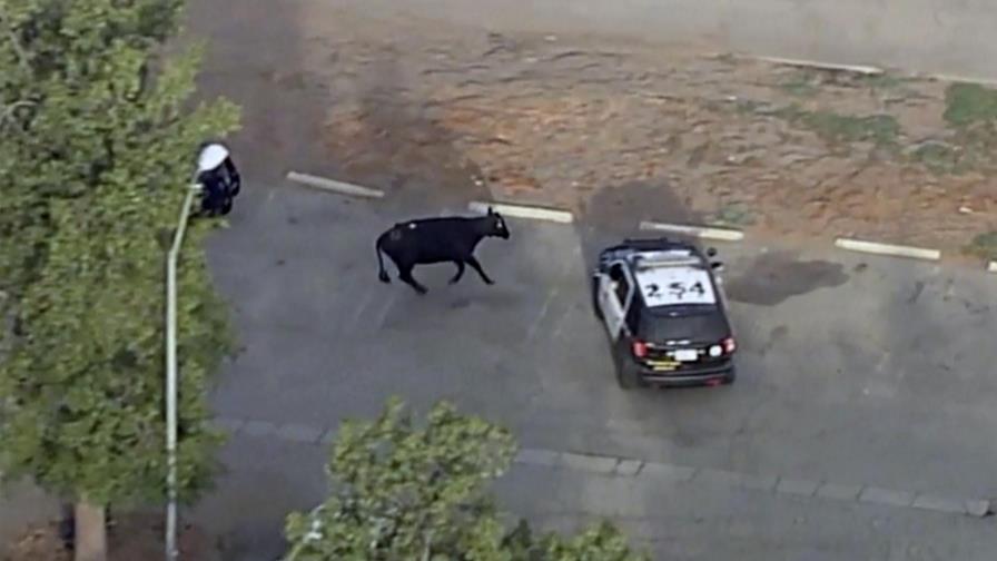 Nuevamente escapa un hato de vacas en Estados Unidos