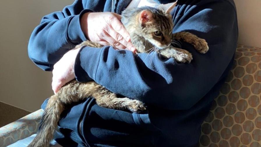 Gata extraviada hace 15 años se reencuentra con su dueño