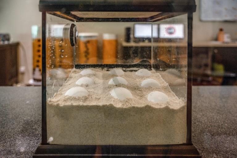 Unos huevos de tortuga verde marina conservados el 28 de junio de 2020 en un laboratorio de la Playa Taaras, dirigido por un biólogo que trabaja con el Santuario Chagar Hutang, en la isla malasia de Redang. (AFP / Mohd Rasfan)