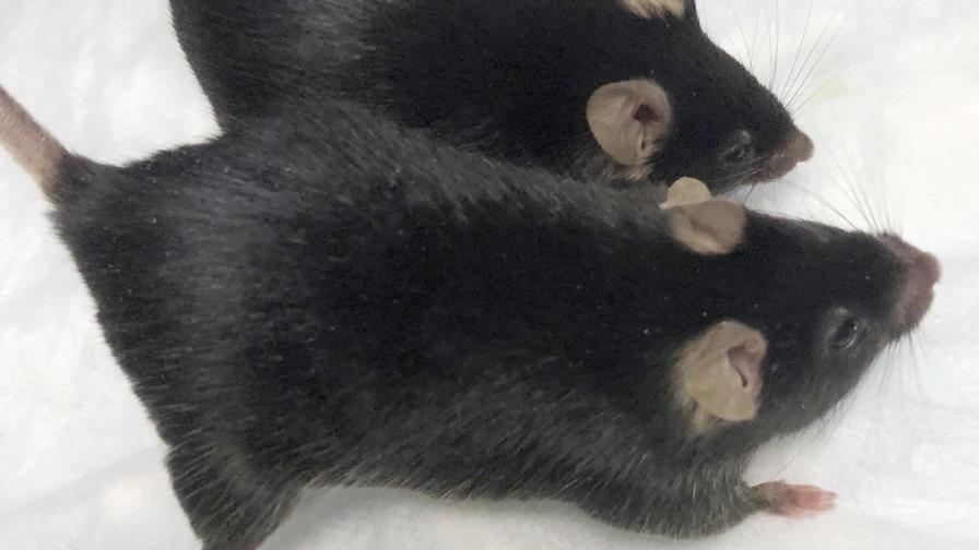 Estudio con ratones musculosos da esperanzas a astronautas