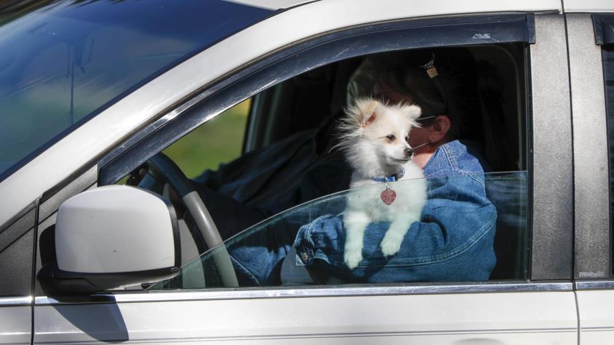No hay evidencia de que mascotas contagien de coronavirus