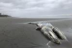Disminuye población de ballena gris en costa oeste de EEUU