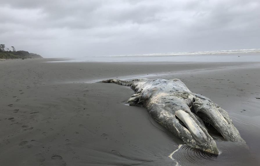 Disminuye población de ballena gris en costa oeste de EEUU