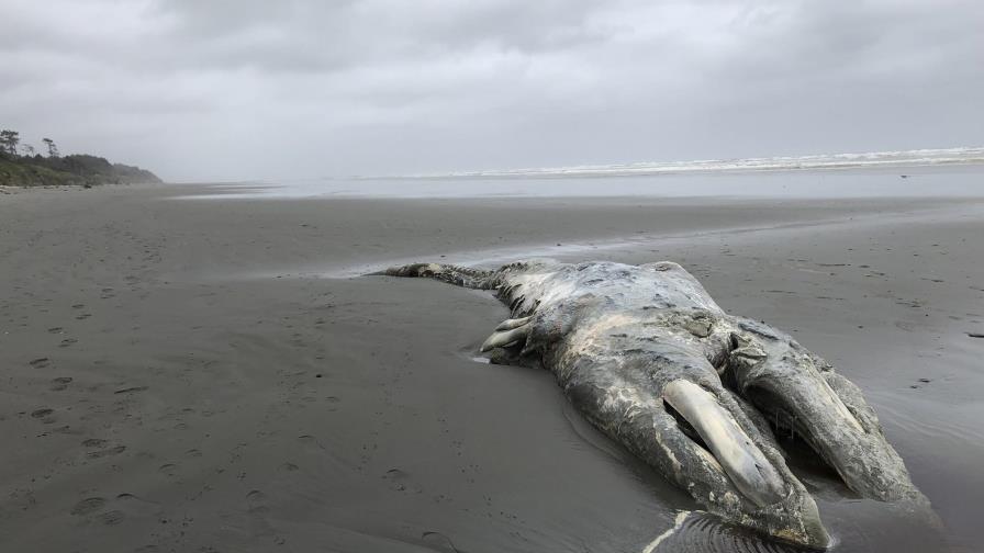 Disminuye población de ballena gris en costa oeste de EEUU