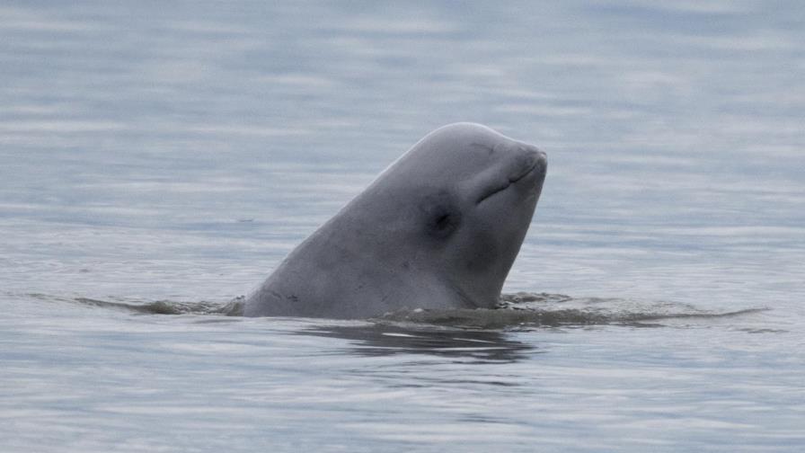 Estudio: Sigue disminuyendo población de belugas en Alaska