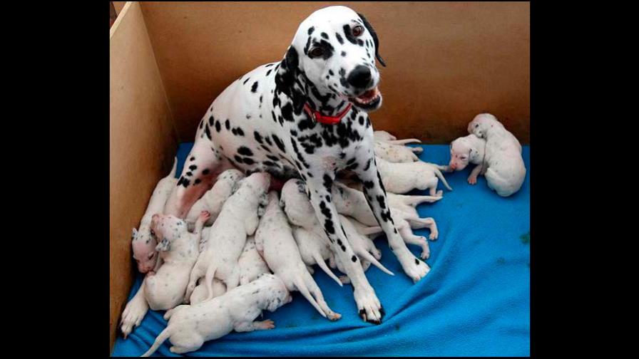 Preocupación con el parto de la dálmata