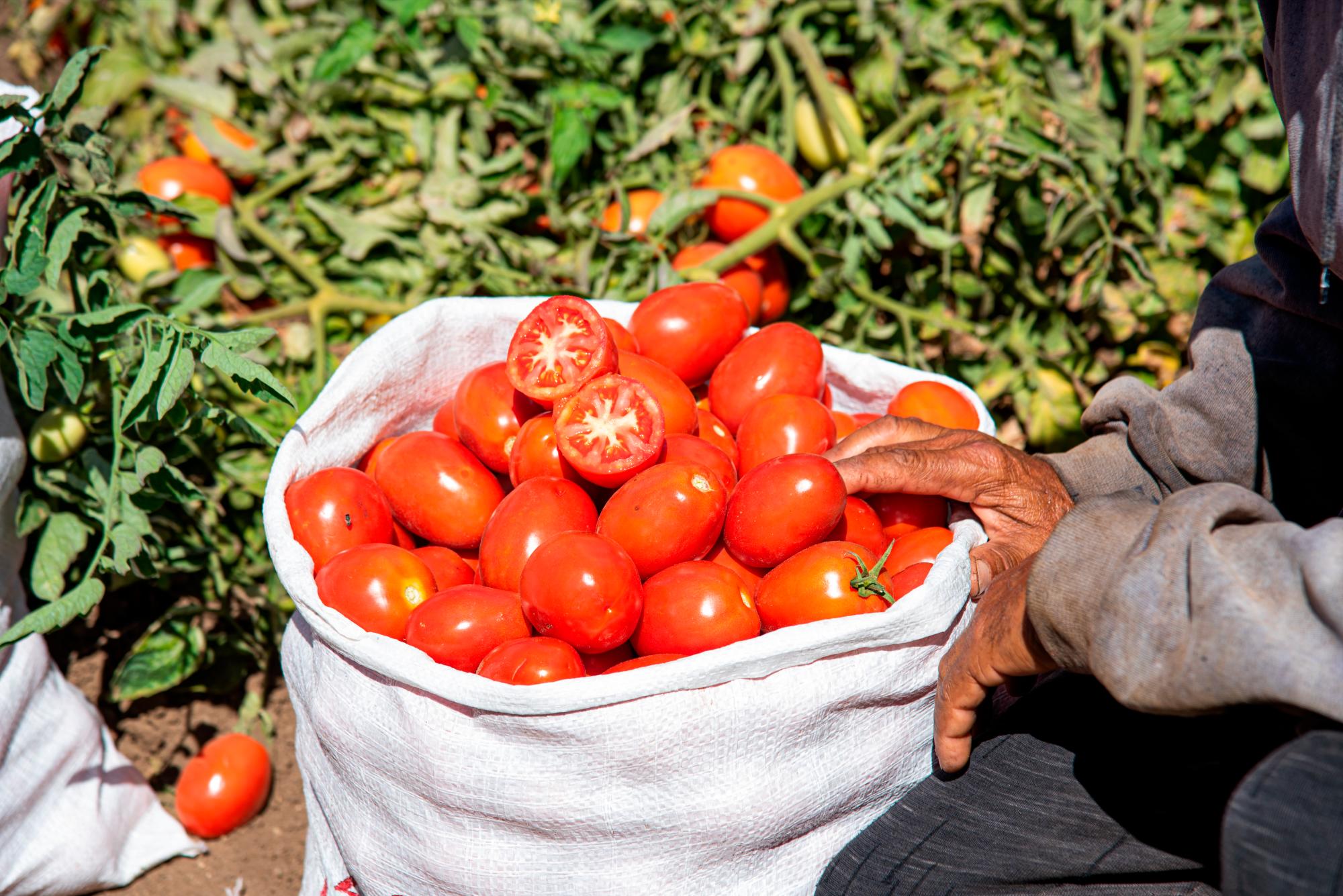 Productores mostraron parte de la producción de tomates. 
